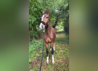 Zangersheide, Semental, 2 años, 167 cm