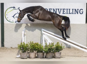 Zangersheide, Semental, 2 años, 167 cm, Castaño oscuro