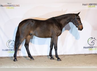 Zangersheide, Semental, 2 años, 167 cm, Castaño oscuro