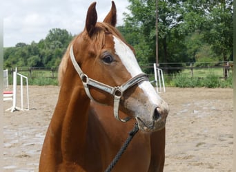 Zangersheide, Semental, 2 años, 168 cm, Alazán