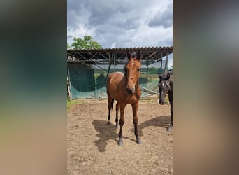 Zangersheide, Semental, 2 años, 168 cm