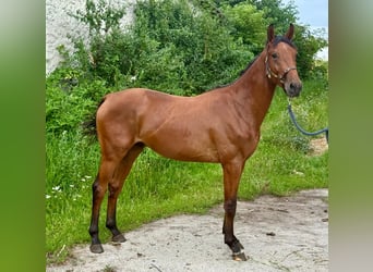 Zangersheide, Semental, 2 años, 170 cm, Castaño