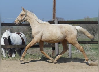Zangersheide, Semental, 2 años, 170 cm, Palomino