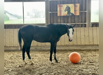 Zangersheide, Semental, 2 años, 170 cm, Tordillo negro