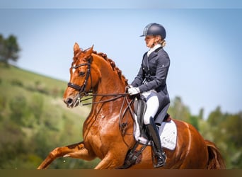 Zangersheide, Semental, 2 años, 172 cm, Alazán