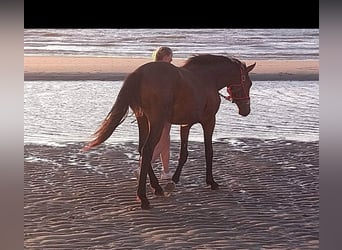 Zangersheide, Semental, 2 años, 172 cm, Castaño