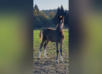 Zangersheide, Semental, 2 años, Castaño