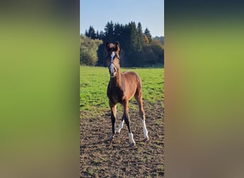 Zangersheide, Semental, 2 años, Castaño