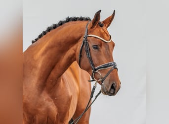 Zangersheide, Semental, 2 años, Castaño