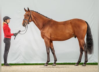 Zangersheide, Semental, 2 años, Castaño