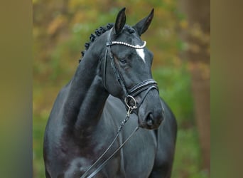 Zangersheide, Semental, 2 años, Negro