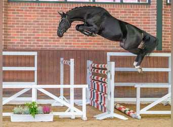 Zangersheide, Semental, 2 años, Negro