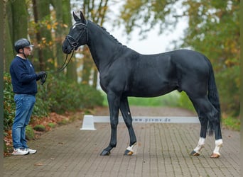 Zangersheide, Semental, 2 años, Negro