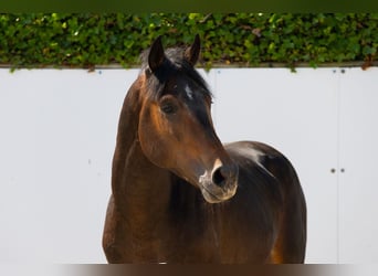 Zangersheide, Semental, 3 años, 155 cm, Castaño oscuro