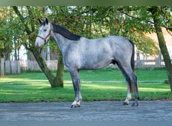 Zangersheide, Semental, 3 años, 156 cm, Tordo