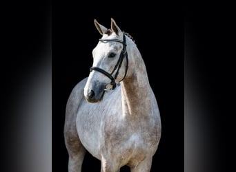 Zangersheide, Semental, 3 años, 159 cm, Tordo