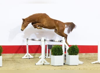 Zangersheide, Semental, 3 años, 163 cm, Alazán