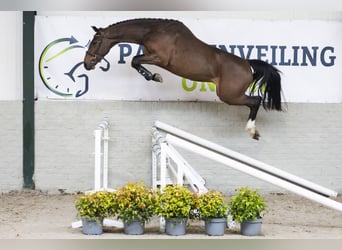 Zangersheide, Semental, 3 años, 163 cm
