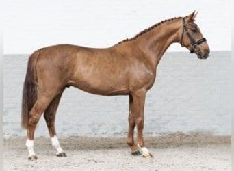 Zangersheide, Semental, 3 años, 163 cm, Castaño