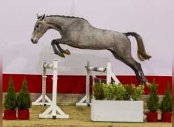 Zangersheide, Semental, 3 años, 163 cm, Castaño