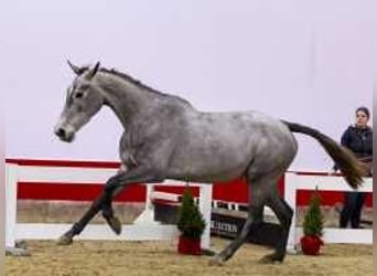 Zangersheide, Semental, 3 años, 163 cm, Castaño