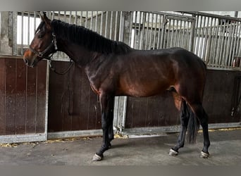 Zangersheide, Semental, 3 años, 164 cm, Castaño
