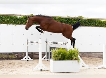 Zangersheide, Semental, 3 años, 164 cm, Castaño