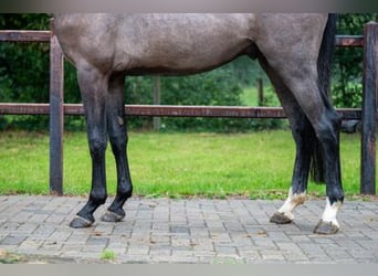 Zangersheide, Semental, 3 años, 164 cm, Tordo