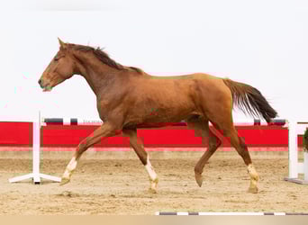 Zangersheide, Semental, 3 años, 165 cm, Alazán