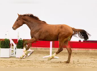 Zangersheide, Semental, 3 años, 165 cm, Alazán