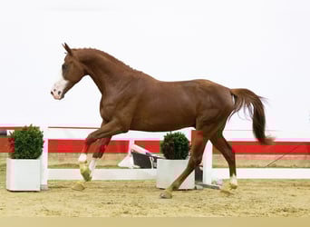 Zangersheide, Semental, 3 años, 165 cm, Champán