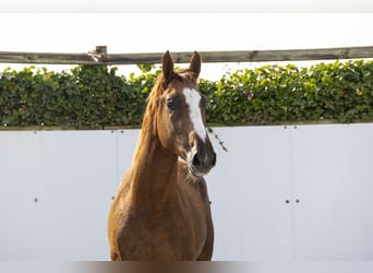 Zangersheide, Semental, 3 años, 166 cm, Alazán