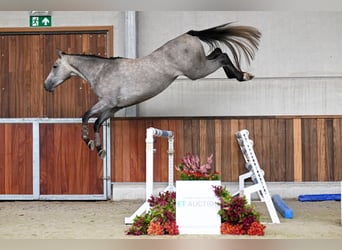 Zangersheide, Semental, 3 años, 167 cm, Tordo