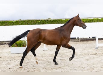 Zangersheide, Semental, 3 años, 168 cm, Castaño