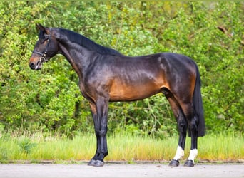 Zangersheide, Semental, 3 años, 168 cm, Castaño oscuro