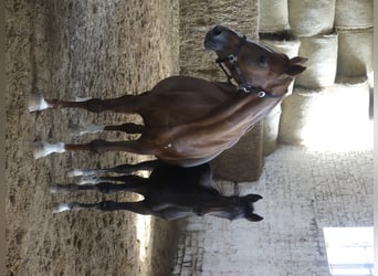 Zangersheide, Semental, 3 años, 168 cm, Castaño oscuro