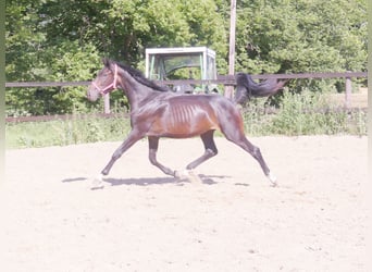 Zangersheide, Semental, 3 años, 168 cm, Castaño oscuro