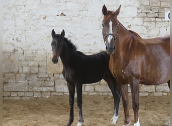 Zangersheide, Semental, 3 años, 168 cm, Castaño oscuro