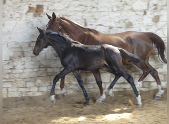 Zangersheide, Semental, 3 años, 168 cm, Castaño oscuro