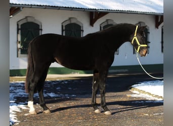 Zangersheide, Semental, 3 años, 168 cm, Castaño oscuro