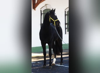 Zangersheide, Semental, 3 años, 168 cm, Castaño oscuro