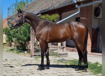 Zangersheide, Semental, 3 años, 168 cm, Castaño rojizo