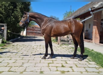 Zangersheide, Semental, 3 años, 168 cm, Castaño rojizo