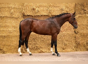 Zangersheide, Semental, 3 años, 169 cm, Castaño