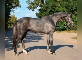 Zangersheide, Semental, 3 años, 169 cm, Tordillo negro