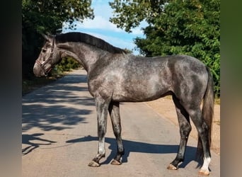 Zangersheide, Semental, 3 años, 169 cm, Tordillo negro