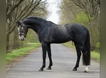 Zangersheide, Semental, 3 años, 169 cm, Tordillo negro