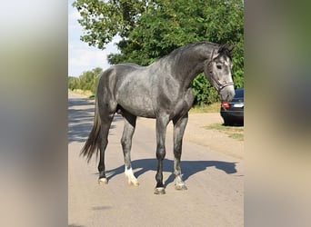 Zangersheide, Semental, 3 años, 169 cm, Tordillo negro
