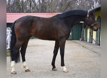 Zangersheide, Semental, 3 años, 170 cm, Castaño oscuro