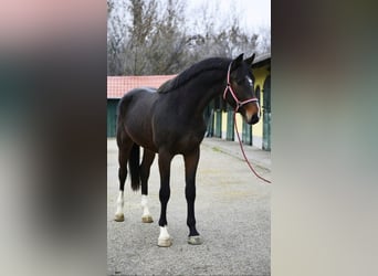 Zangersheide, Semental, 3 años, 170 cm, Castaño oscuro